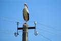 White stork. Ciconia ciconia. Latvia.